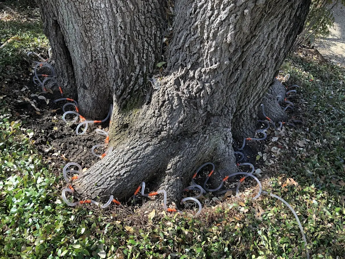 Detailed Tree Cabling and Bracing job site in Ogden